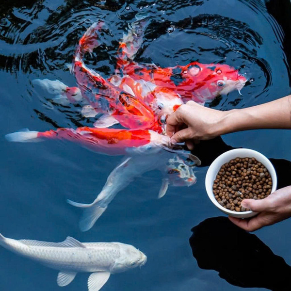 Phân bổ hạt nổi cho Koi và hạt chìm cho cá tầng đáy