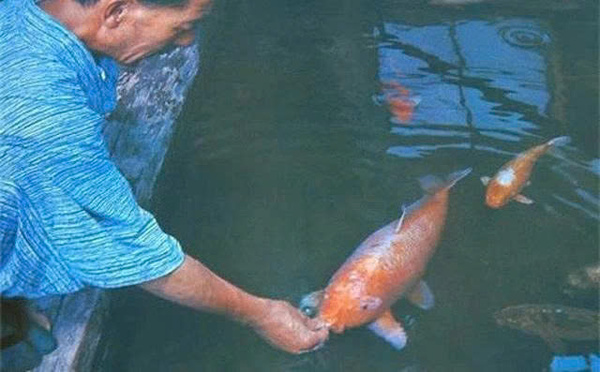 Hanako - Chú cá Koi sống thọ nhất thế giới