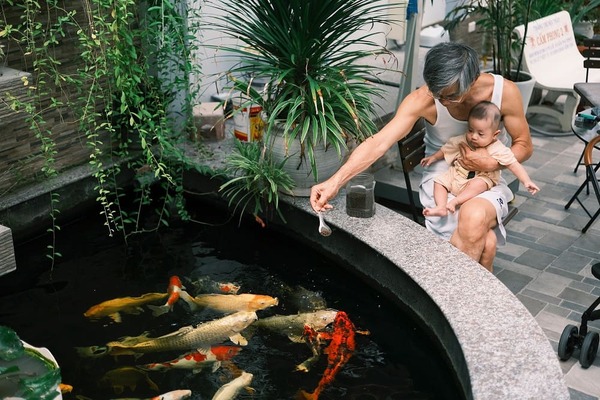 Hướng dẫn cách nuôi cá koi cơ bản