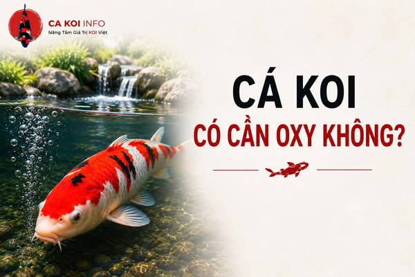 Cá koi có cần oxy không?