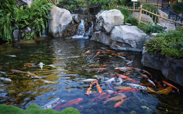 Đảm bảo mật độ nuôi siêu thưa khi nuôi cá koi