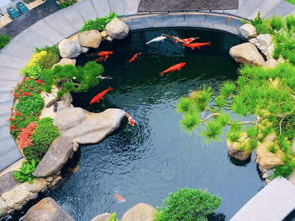 Tận dụng oxy tự nhiên từ thực vật thủy sinh