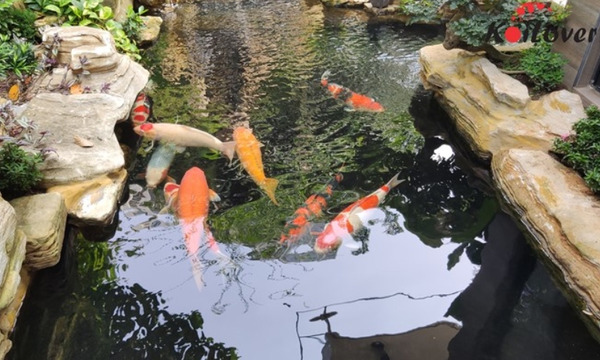 Chế độ dinh dưỡng hợp lý sẽ giúp cá tiêu hóa tốt hơn và giảm thiểu tình trạng ô nhiễm nước.