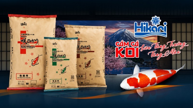 Cám cá Koi Hikari thương hiệu đến từ Nhật Bản