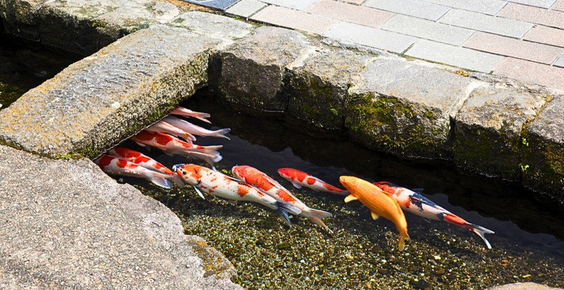 Cá Koi có đặc điểm là khá nhát người