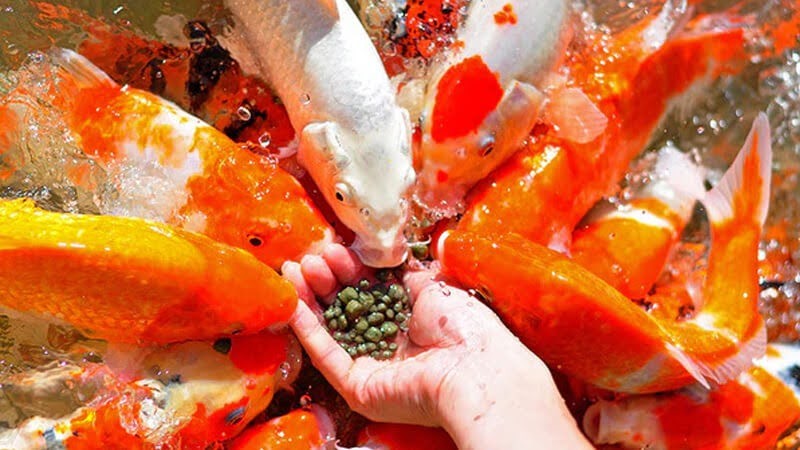 4 bước tập cho cá Koi ăn trên tay hiệu quả