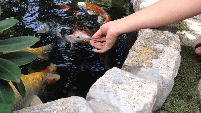 3 lưu ý khi huấn luyện cá Koi ăn trên tay