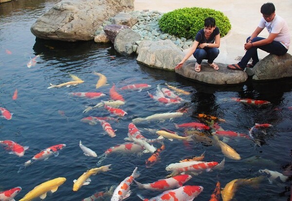Bí quyết chăm sóc và tối ưu dinh dưỡng theo giới tính cá koi