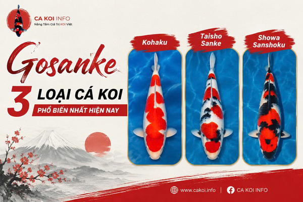 Nhóm cá Koi Gosanke
