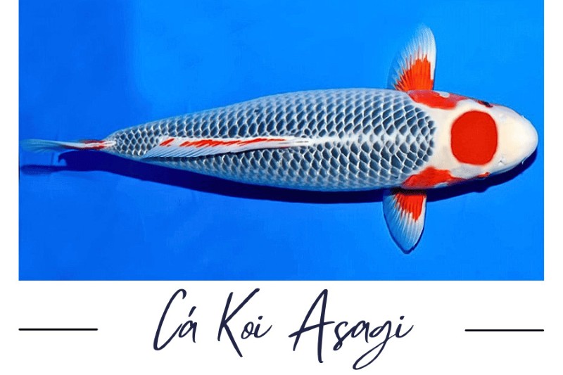 Cá koi Asagi dòng Nishikigoi cổ xưa nhất Nhật Bản Cá koi Asagi dòng Nishikigoi cổ xưa nhất Nhật Bản