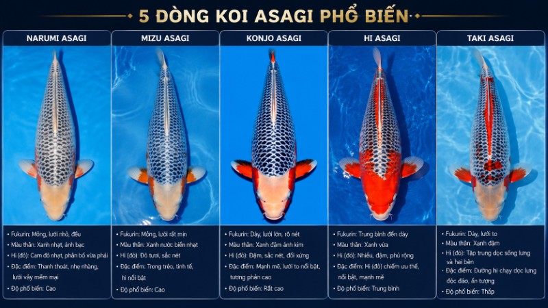 Các dòng cá Koi Asagi phổ biến hiện nay Các dòng cá Koi Asagi phổ biến hiện nay