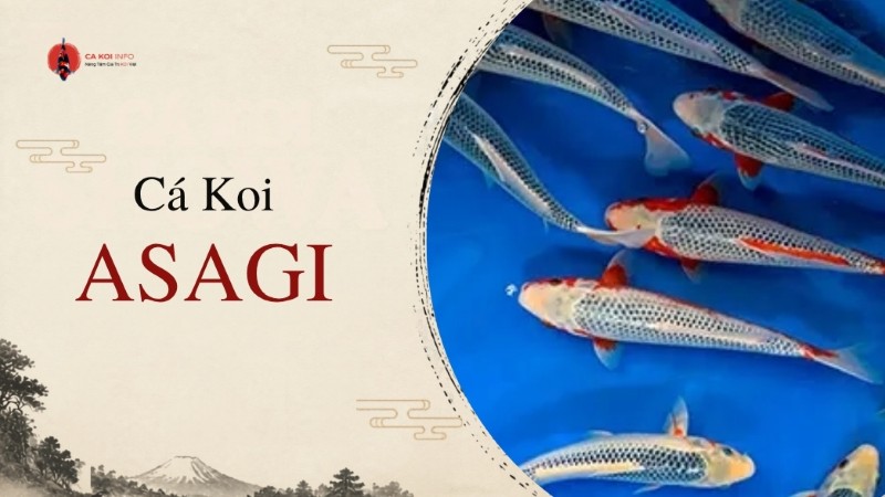 cá koi asagi