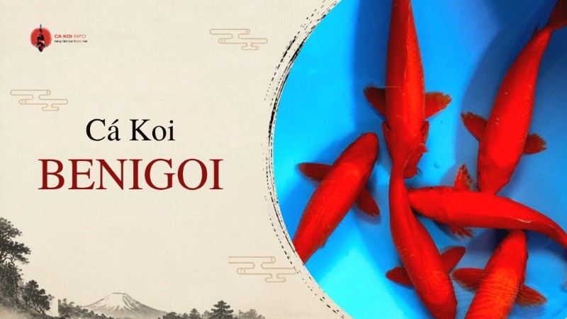 cá koi benigoi