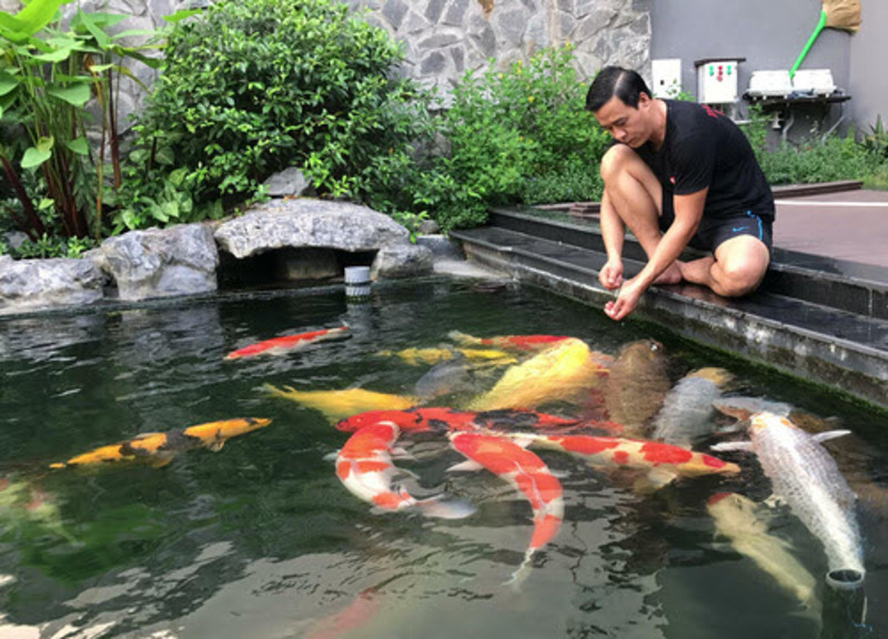 Kinh nghiệm chăm sóc cá koi Chagoi khỏe mạnh và dạn người