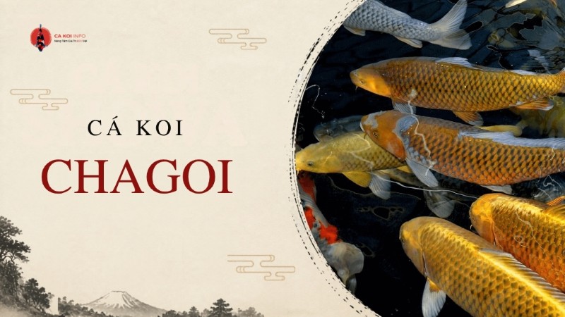 cá koi chagoi