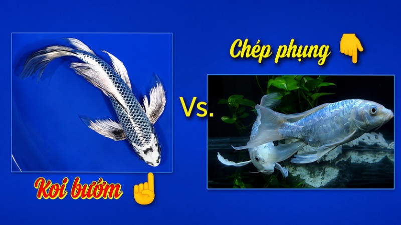 So sánh cá Koi đuôi phụng Việt Nam và cá Koi bướm Nhật Bản So sánh cá Koi đuôi phụng Việt Nam và cá Koi bướm Nhật Bản