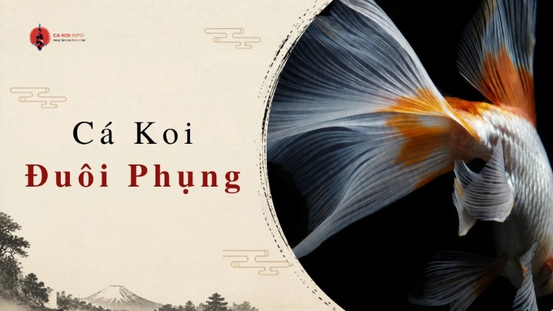 cá koi đuôi phụng