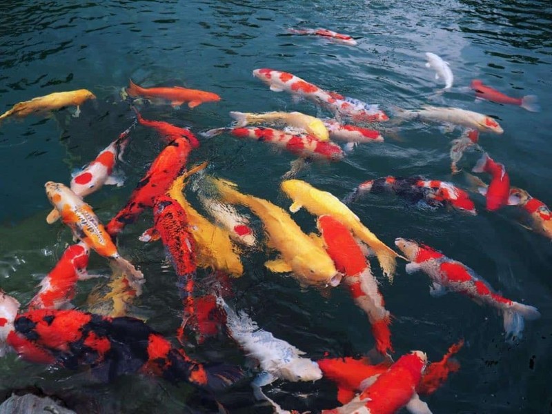 Cá koi hợp mệnh gì? Ý nghĩa phong thủy đặc biệt của loài cá koi Cá koi hợp mệnh gì? Ý nghĩa phong thủy đặc biệt của loài cá koi