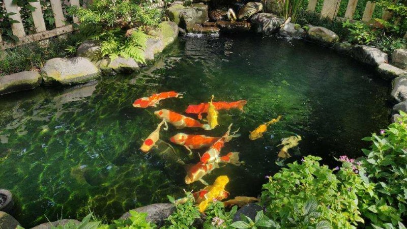 Hồ cá koi phong thủy ngoài trời vị trí hướng đông đá tự nhiên Cá koi hợp mệnh gì? Hồ cá phong thủy hướng Đông