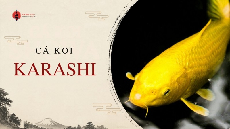 cá koi karashi