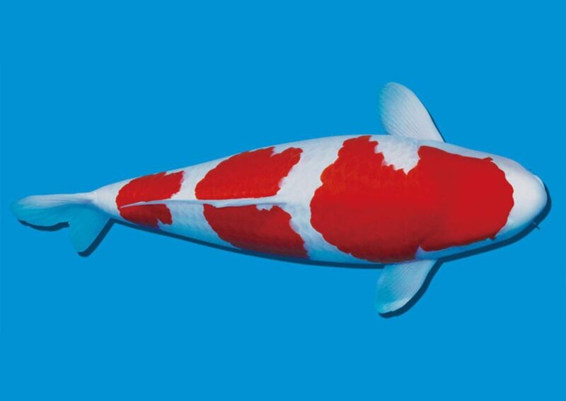 Cá koi kohaku