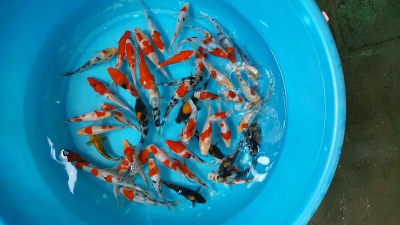 Cá koi mini Kohaku nền trắng đốm đỏ Cá koi mini Kohaku nền trắng đốm đỏ