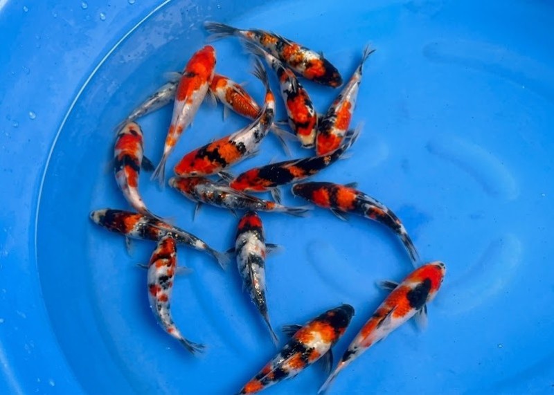 Cá koi mini Showa ba màu đen đỏ trắng Cá koi mini Showa ba màu đen đỏ trắng