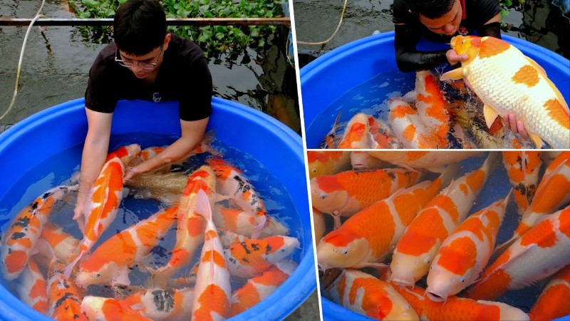 Cá koi nặng bao nhiêu kg khi là dòng Koi Nhật Bản thuần chủng? Cá koi nặng bao nhiêu kg khi là dòng Koi Nhật Bản thuần chủng?