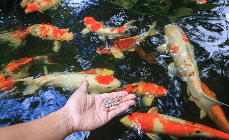 Quy trình cho cá koi ăn lại sau nhịn đói