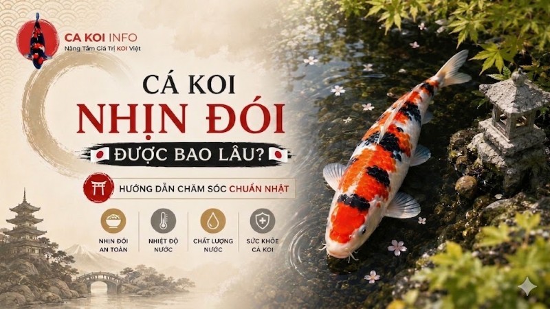 cá koi nhịn đói được bao lâu