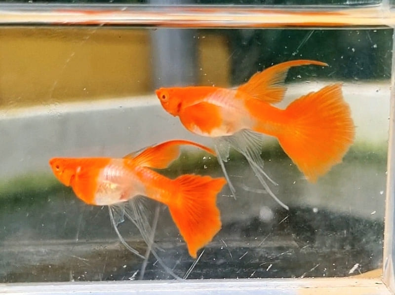 Cá bảy màu koi red ear Cá bảy màu koi red ear