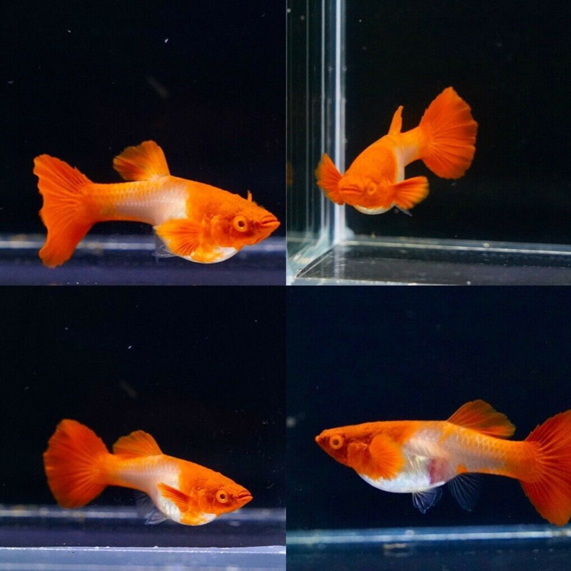 Tiêu chí chọn mua cá koi red ear chất lượng không mang mầm bệnh Tiêu chí chọn mua cá koi red ear chất lượng không mang mầm bệnh