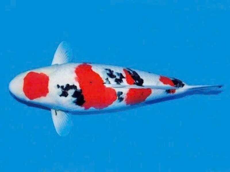 Cá koi Sanke Cá koi Sanke