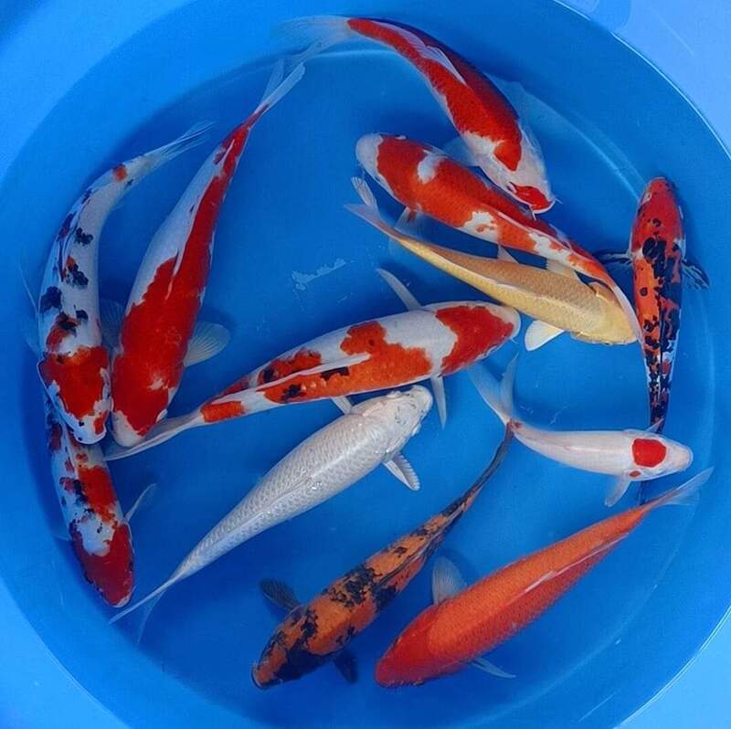 Tiêu chuẩn đánh giá và cách chọn mua cá koi Sanke đẹp Tiêu chuẩn đánh giá và cách chọn mua cá koi Sanke đẹp