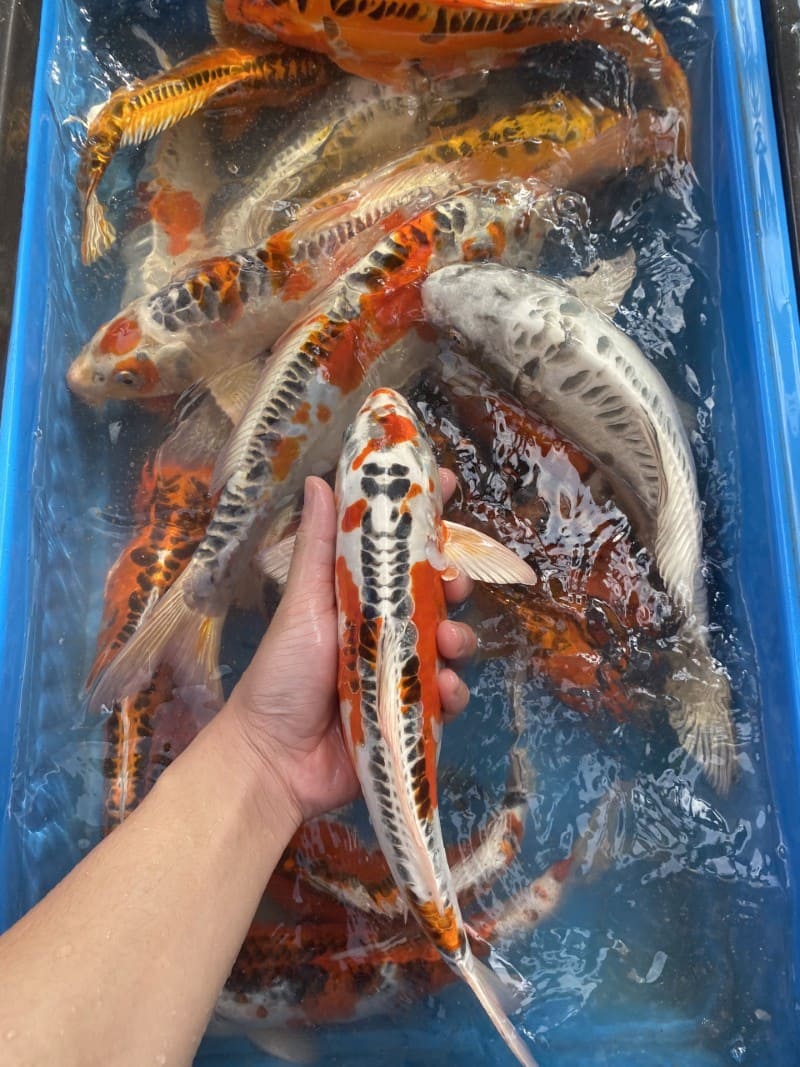 Tiêu chuẩn chọn mua cá koi Shusui đẹp từ chuyên gia Tiêu chuẩn chọn mua cá koi Shusui đẹp từ chuyên gia