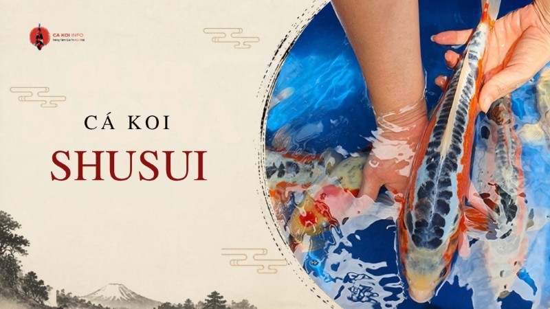 cá koi shusui
