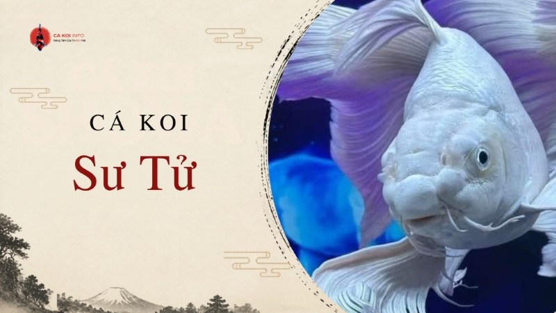 cá koi sư tử