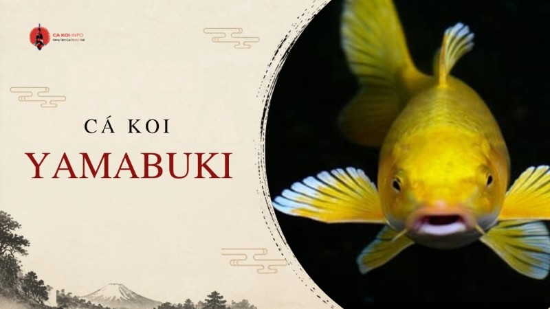 cá koi yamabuki