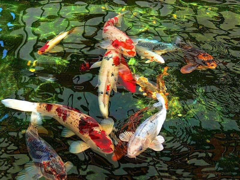 Ý nghĩa của việc chọn đúng số lượng khi nuôi cá koi Ý nghĩa của việc chọn đúng số lượng khi nuôi cá koi