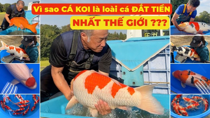 Tại sao cá Koi lại đắt đến hàng tỷ đồng? Tại sao cá Koi lại đắt đến hàng tỷ đồng?