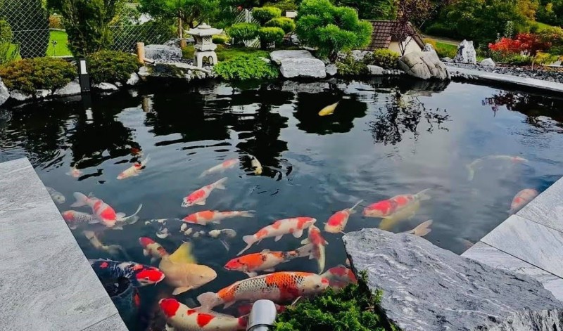Cá Koi Nhật Bản cao cấp truyền thống Cá Koi Nhật Bản cao cấp truyền thống