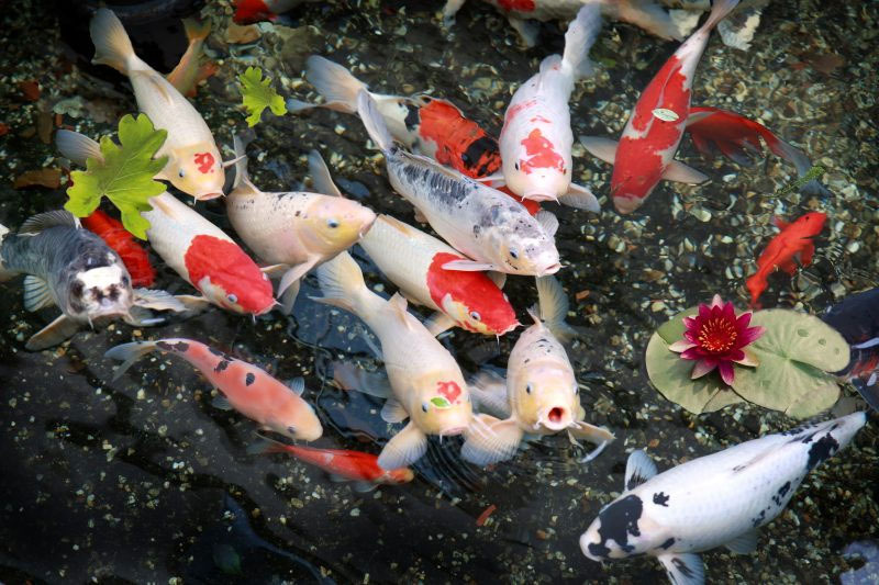 Chế độ dinh dưỡng kém và chất lượng thức ăn không phù hợp cũng là nguyên nhân khiến cá koi nhảy ra khỏi bể