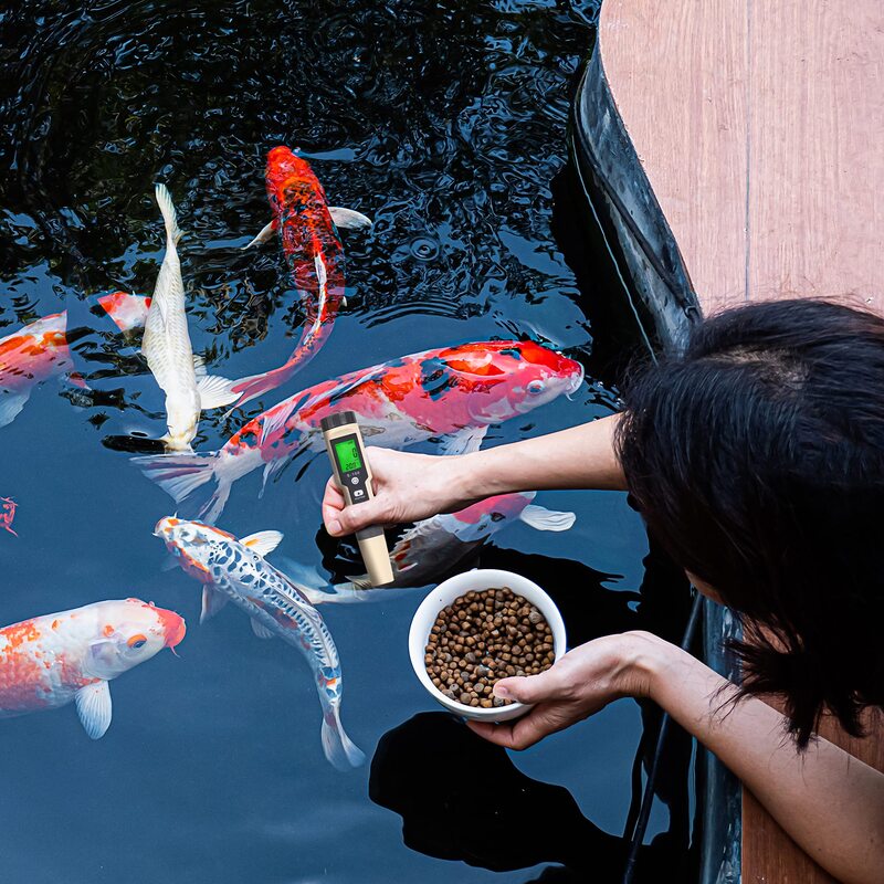 Hướng dẫn sơ cứu khẩn cấp khi phát hiện cá koi nhảy ra khỏi hồ Hướng dẫn sơ cứu khẩn cấp khi phát hiện cá koi nhảy ra khỏi hồ