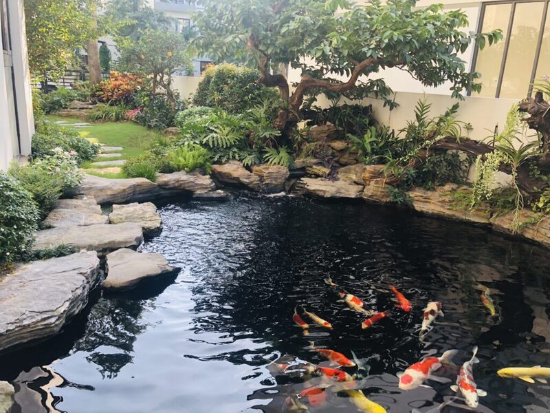 Các biện pháp khắc phục và ngăn ngừa cá koi nhảy ra ngoài