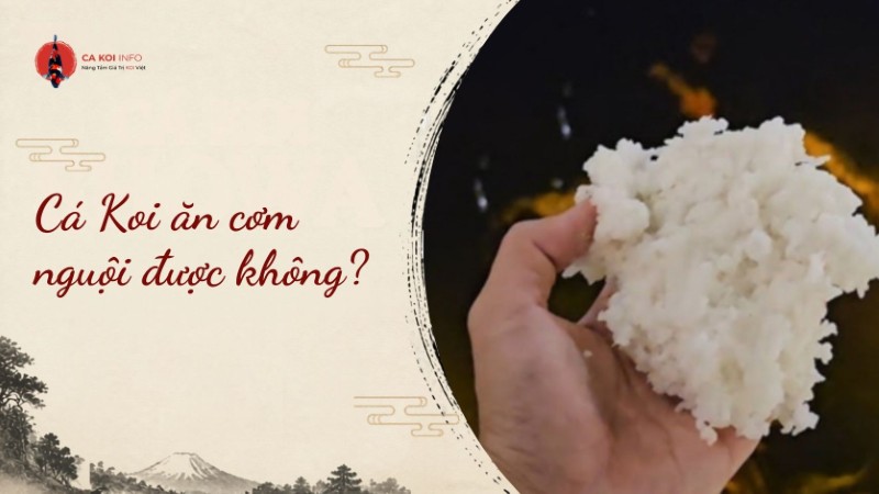 cá koi ăn cơm nguội được không