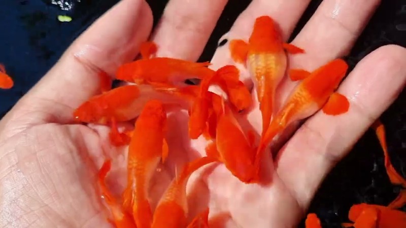 Cá cảnh Guppy Koi Cá cảnh Guppy Koi