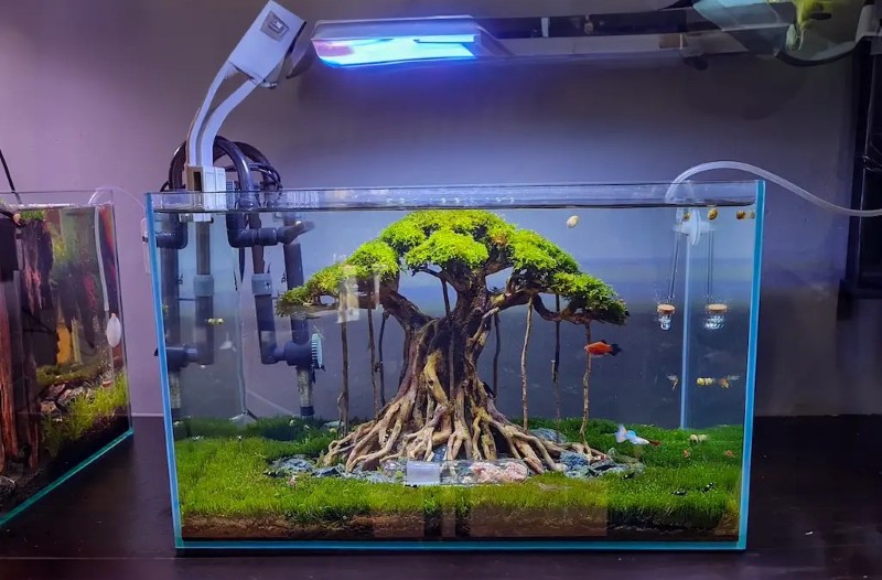 Bể nuôi cá guppy koi với cây thủy sinh Bể nuôi cá guppy koi với cây thủy sinh