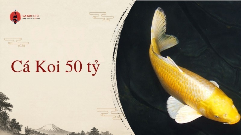 cá koi 50 tỷ