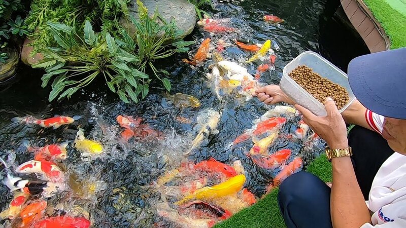 Giải pháp dinh dưỡng thay thế an toàn cho cá koi Giải pháp dinh dưỡng thay thế an toàn cho cá koi