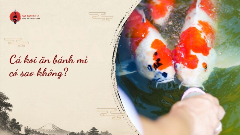 cá koi ăn bánh mì có sao không